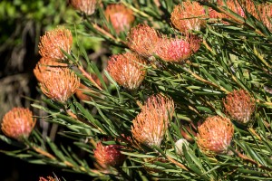 Ohia Lehua Flowers   Maui Hawaii 1678